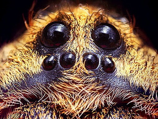 Brazilian Wandering Spider Brazilian Wandering Spider