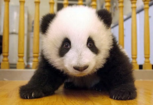 Process of Baby Panda Growing 15
