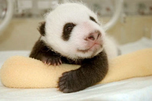 [Process of Baby Panda Growing 11[2].jpg]