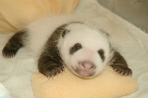 Process of Baby Panda Growing 12