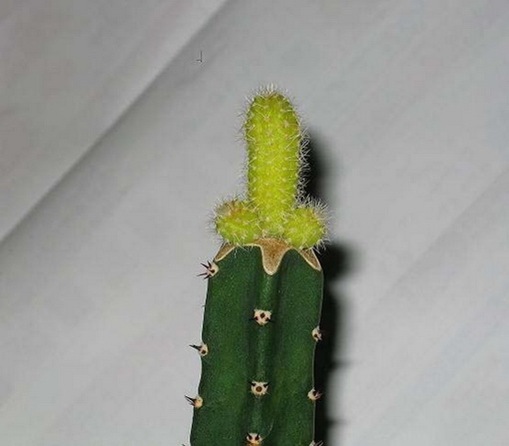 Most Suggestive Cacti On Earth 289