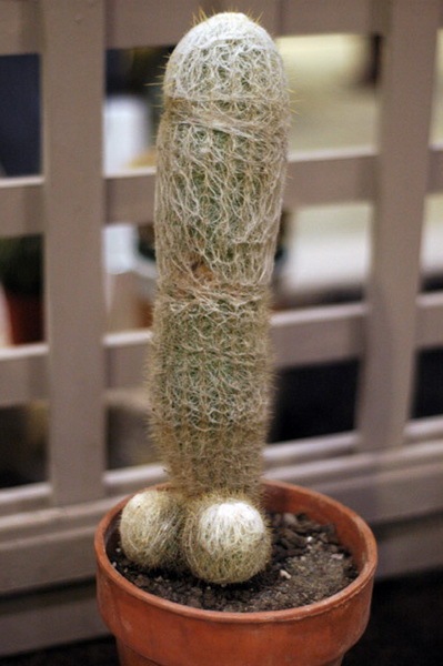 Most Suggestive Cacti On Earth 287