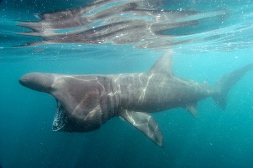 bask Basking Shark