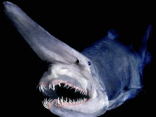 Goblin Shark Goblin Shark
