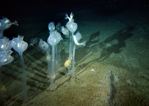 Deep Sea Tunicates 