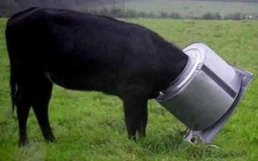 Stupid Animals Stupid Animals