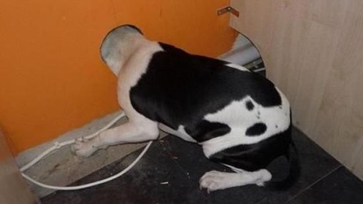 Stupid Animals Stupid Animals