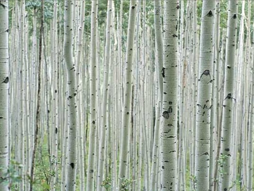 tress-pattern-10 Aspen Grove