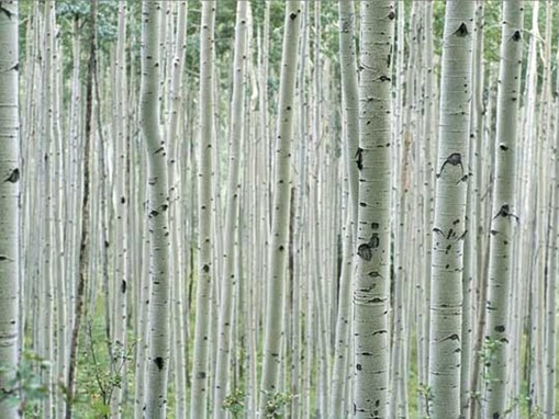 Aspen Grove