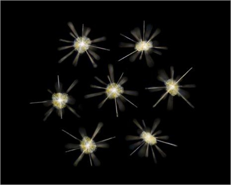Plankton of Christmas Plankton of Christmas