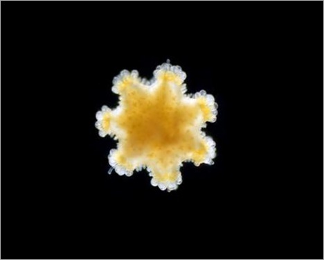 Plankton of Christmas Plankton of Christmas