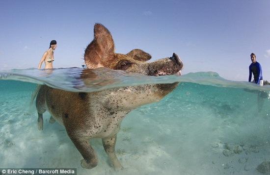 [happy pigs 01[2].jpg]