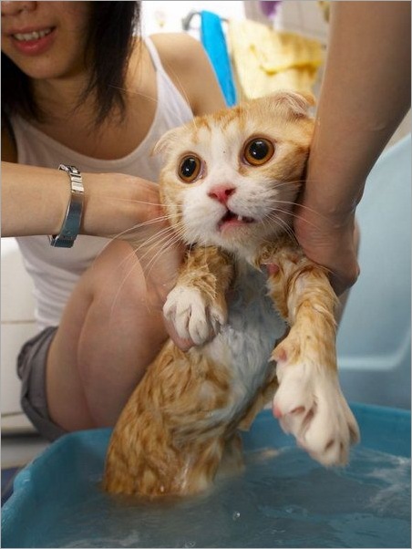 How do you Bathe your Cat 02