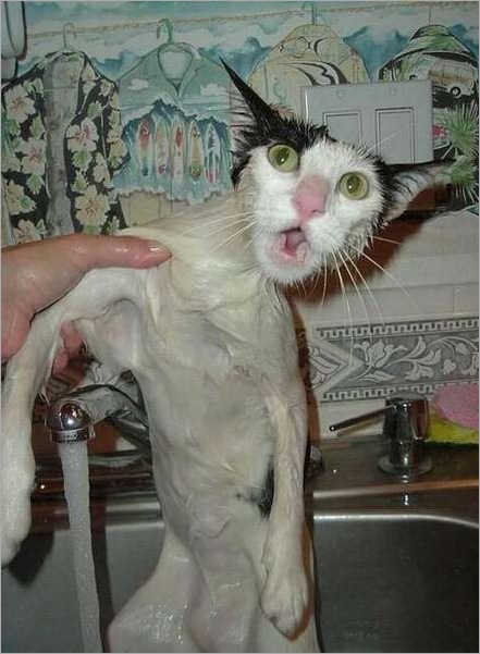 How do you Bathe your Cat 04