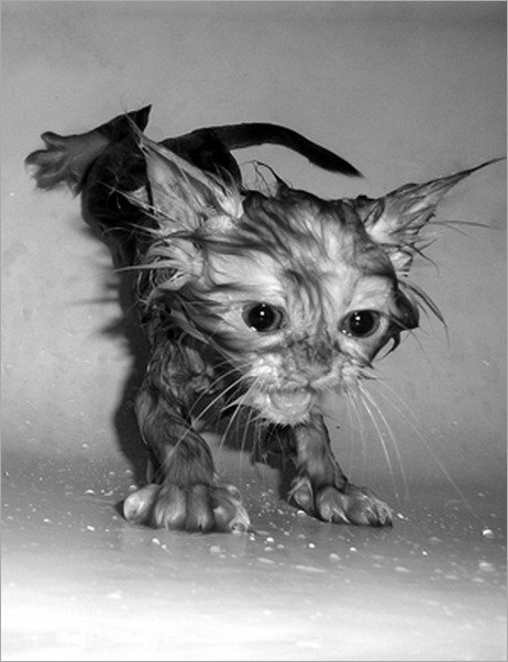 How do you Bathe your Cat 06