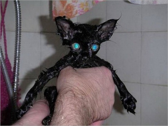 How do you Bathe your Cat 07 How do you Bathe your Cat 07