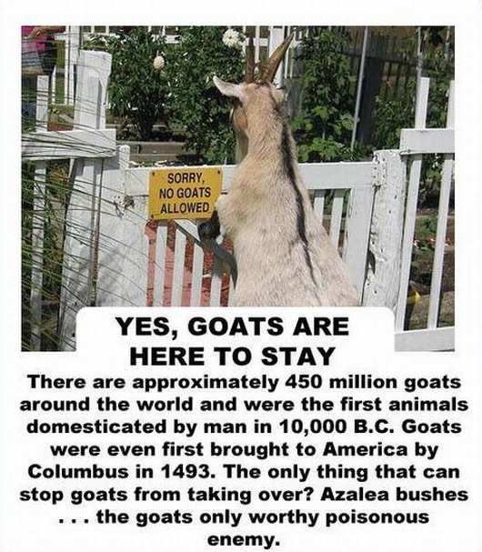 [facts about the goat -2147483641[2].jpg]