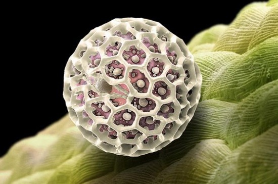 [amazing_pollen_grains_under_microscope_03[2].jpg]