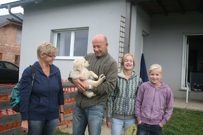 Golden Retriever Welpe
