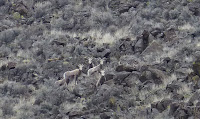 Mountain Sheep seen in Reynolds Canyon