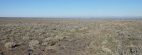 Single, lone wild horse.  No others in sight.