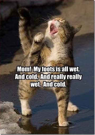2010 Funny Animals With funny pictures of animals. 2010 Funny Animals With