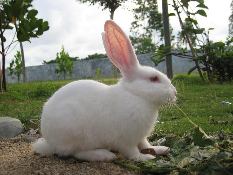 [Rabit_At_Hainan[4].jpg]