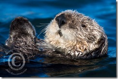 Sea Otter Portrait