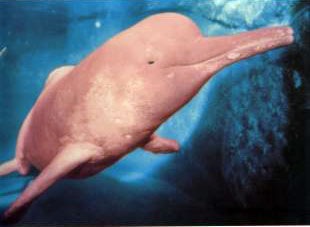 [delfin-del-amazonas[4].jpg]