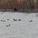 northern shoveler