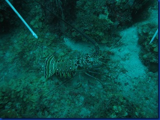 [lobster sk[1].jpg]