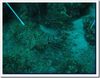 lobster sk