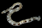 Euapta godeffroyi. Kosrae, Federated States of Micronesia.