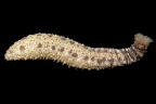 Holothuria aff. impatiens. Kosrae, Federated States of Micronesia.