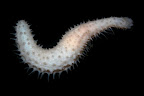 Labidodemas rugosum. Kosrae, Federated States of Micronesia.