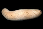 Bohadschia sp. Kosrae, Federated States of Micronesia.