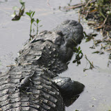 Florida Wildlife