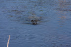 Alligator mississippiensis