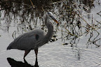 Ardea herodias