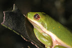Hyla cinerea