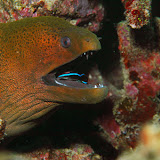 Fishes