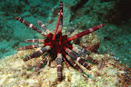Phyllacanthus imperialis. North Direction Island. 13m.