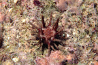 Eucidaris metularia. Lizard Island. 18m.