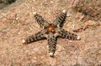Neoferdina cumingi. Lizard Island.