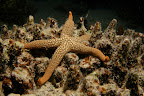 Nardoa noveacaledoniae. Lizard Island. 2m.