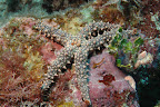 Gomophia egyptiaca. Double Reef, Guam. 8m.