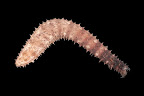 Holothuria impatiens. La Réunion.