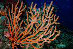 Wrightella. Zanpa, Okinawa. 26m.