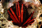 Heterocentrotus mammillatus. Zanpa, Okinawa. 2m.