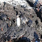 Galapagos Penguin